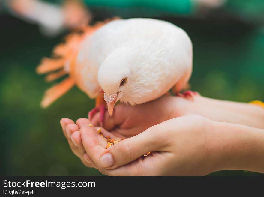 Close Up Photograph Of Person Feeding White Pigeon