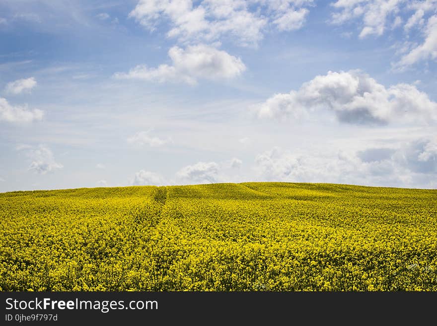 Green Leaf Plants