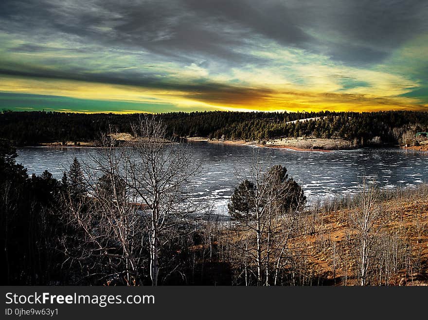 Green and Brown Forest in Front of Body of Water