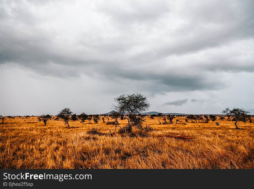 Landmark Photography of Trees