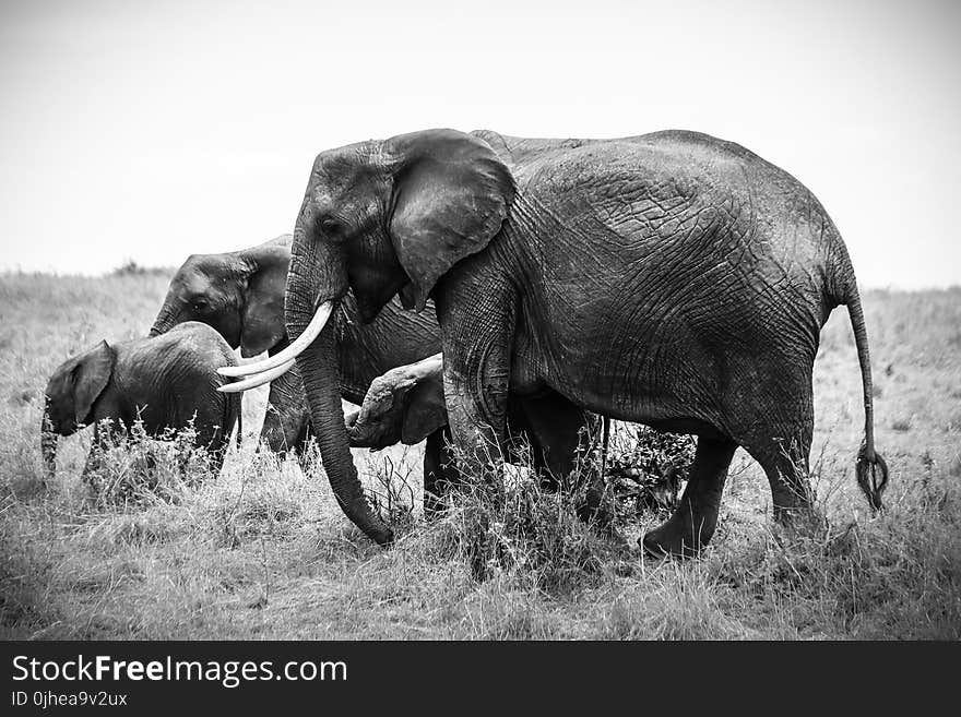 Grayscale Photo of Four Elephants