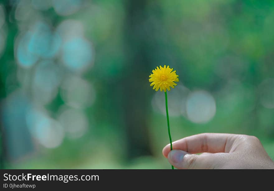 Yellow Daisy Flower