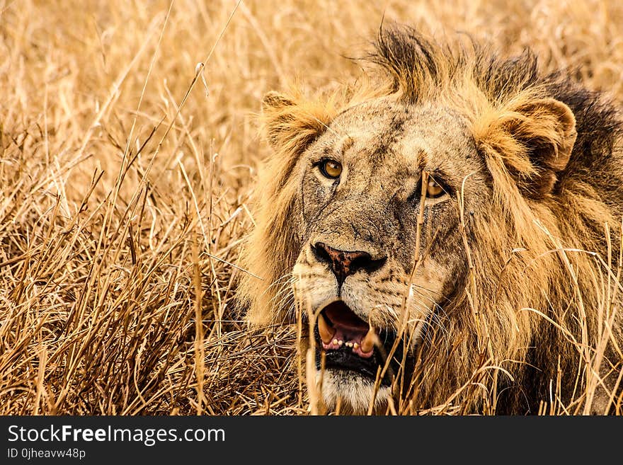 Male Lion on Brown Fields