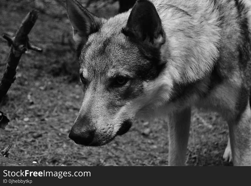 German Shepherd Grayscale Photo