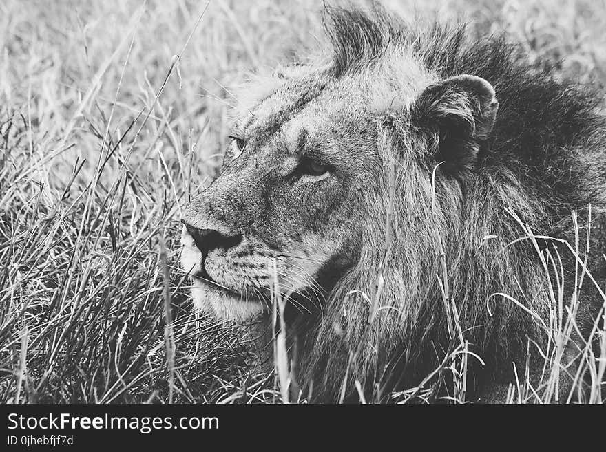 Grayscale of Male Lion on Grass