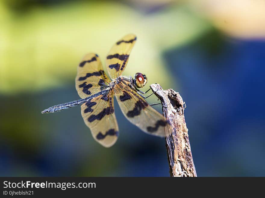 Yellow and Black Dragonfly