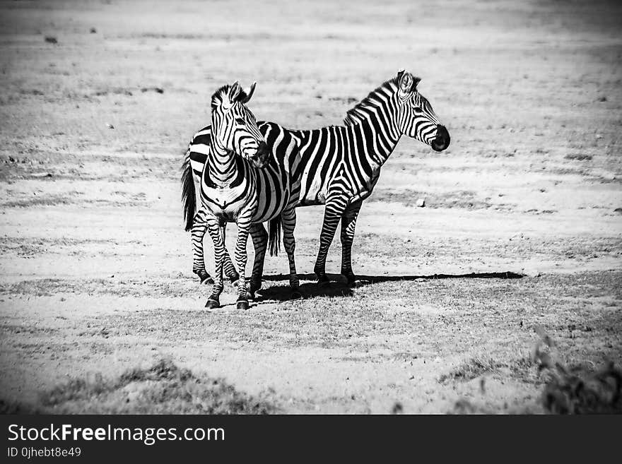 Two Zebras Standing