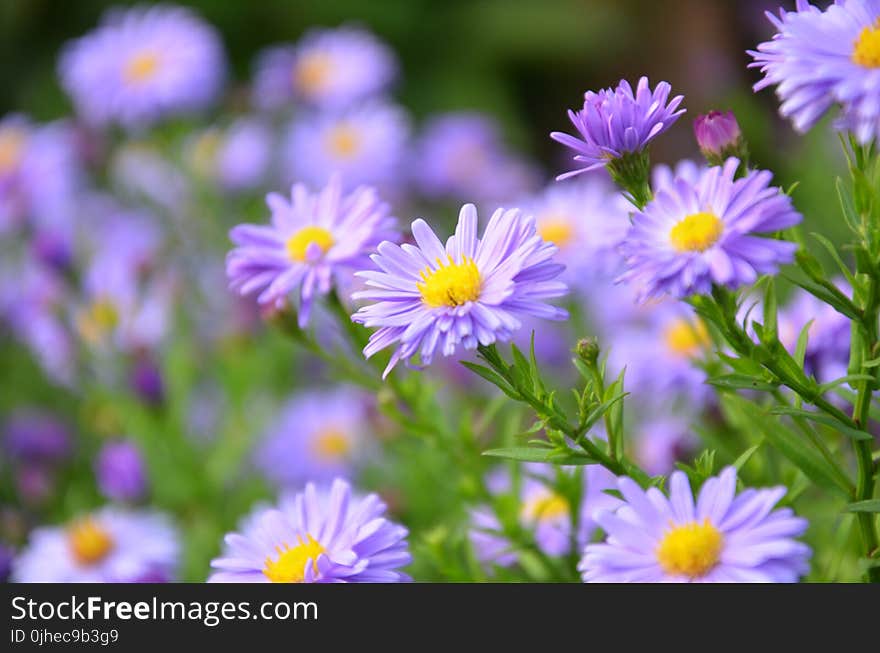 Focus Photography of Purple Daisy Flowers