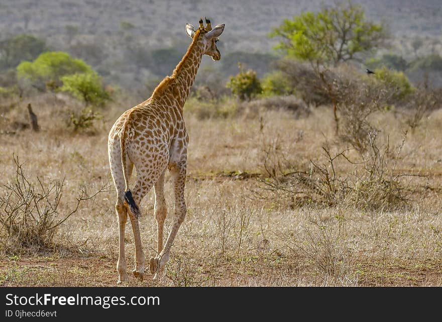 Giraffe