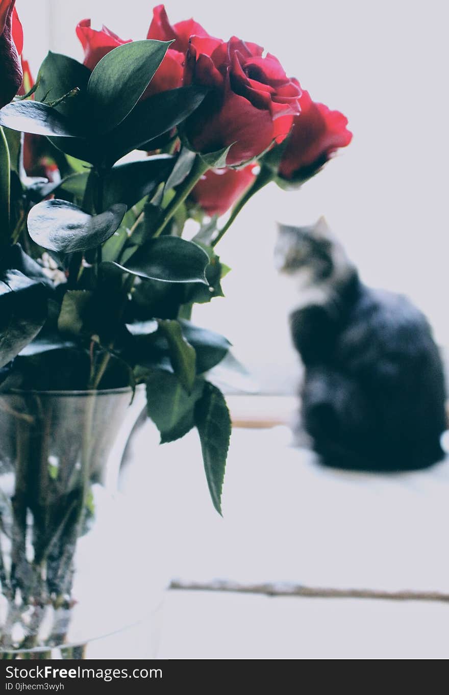 Shallow Focus Photography of Red Roses