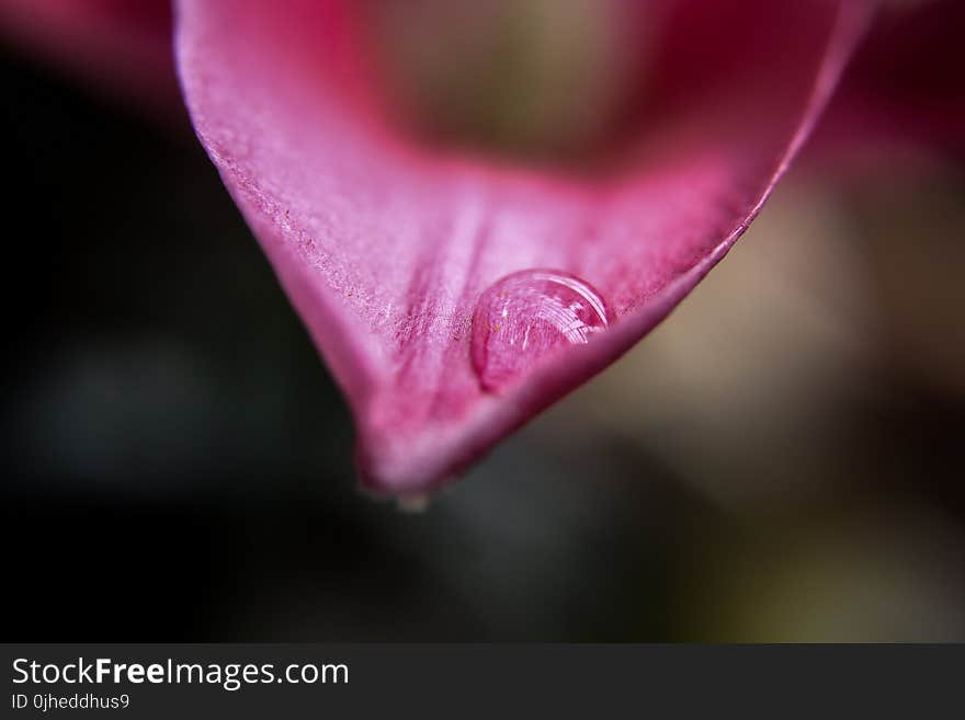 Selective Focus of Water Droplet on Red Petal of Flower