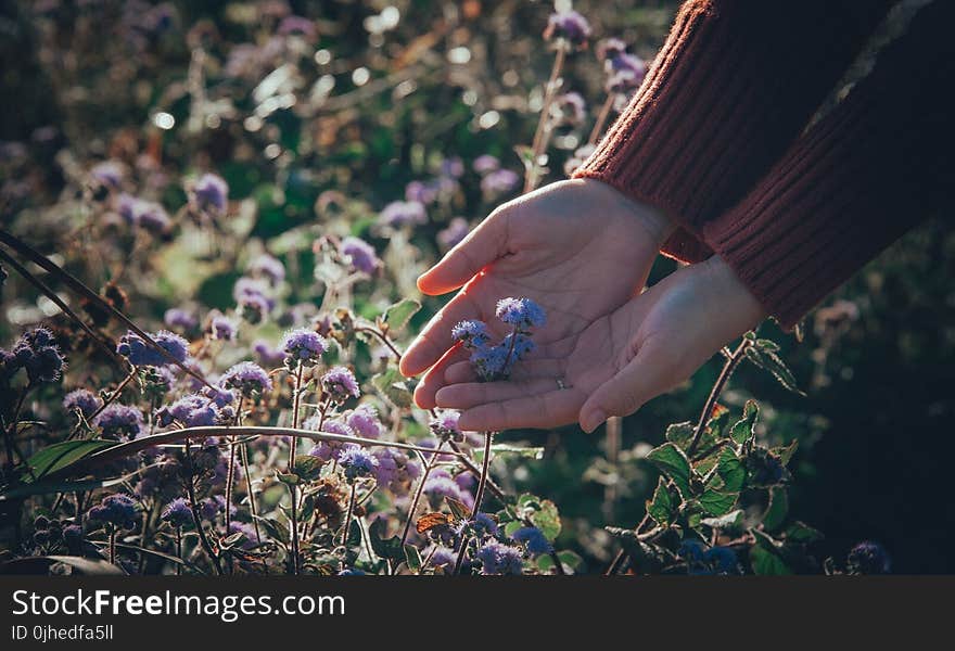 Person Holding Flowers