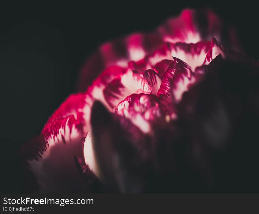 Red and White Tulip Closeup Photography