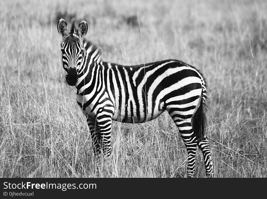 Zebra on Grassland Grayscale Photography