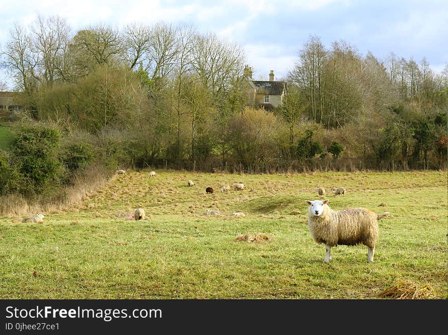 Sheep on Grass Field