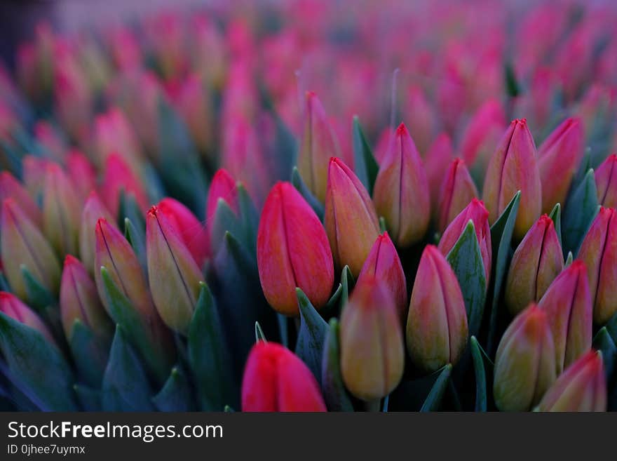 Bed of Pink Tulips Flower