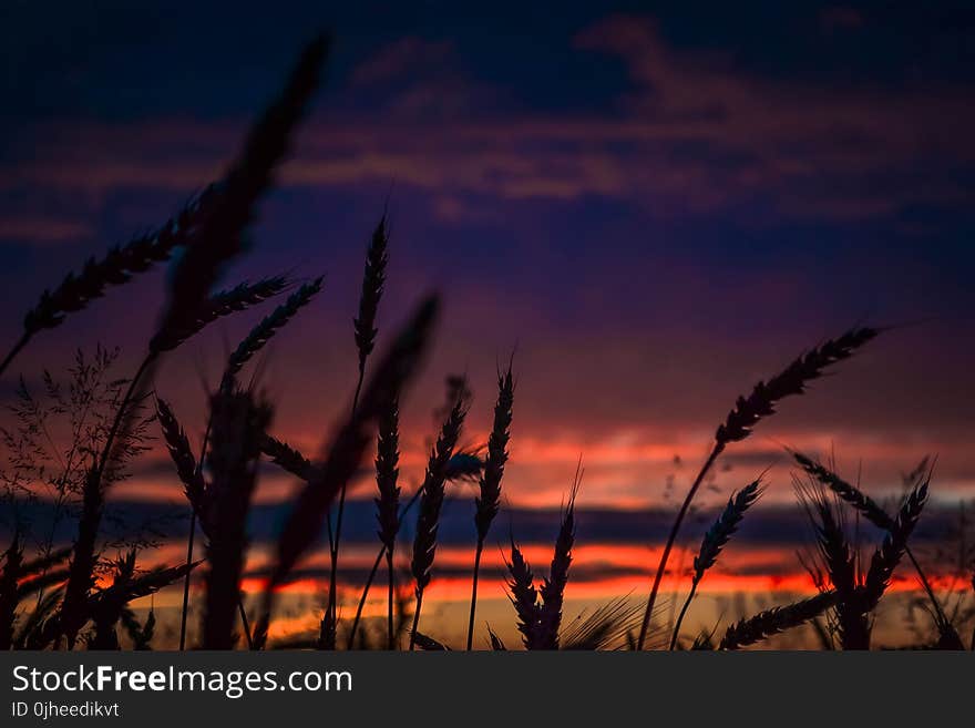 Silhouette of Wheats during Dawn in Landscape Photography