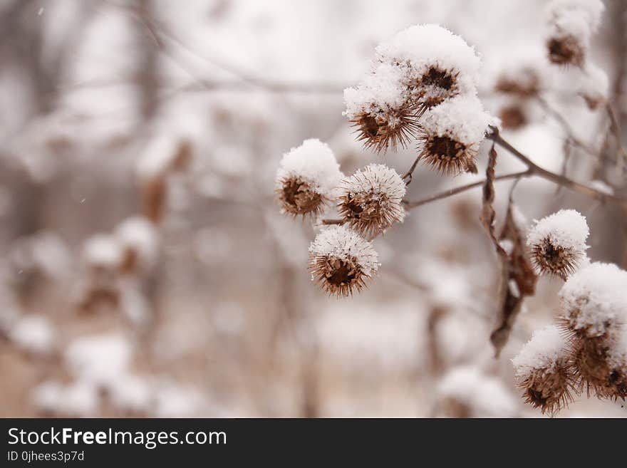 Selective Focus Photography of Plant