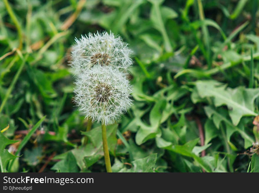 Close Up Photo of White Dandelion