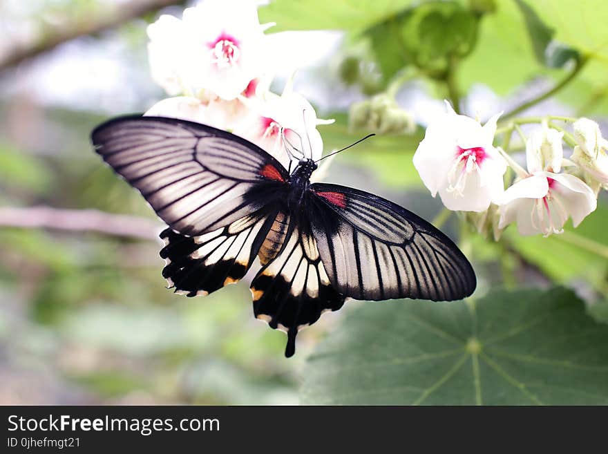 Gray and Black Butterfly Sniffing White Flower