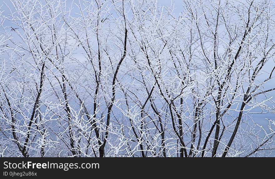 Frozen Trees At Winter Season