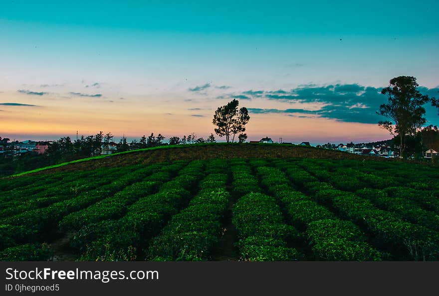 Landscape Photo of Field