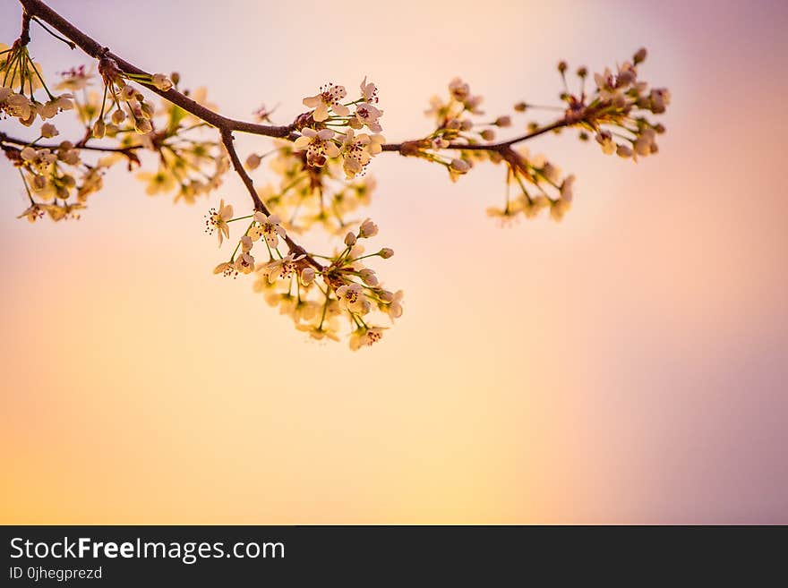 White Cherry Blossoms in Closeup Photography