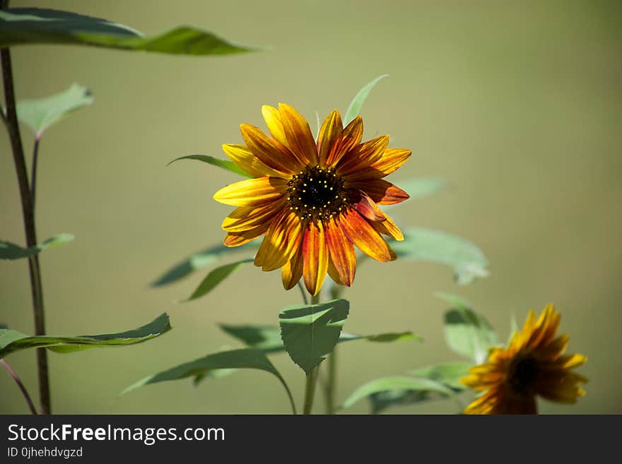 Yellow Petaled Flower Blooming