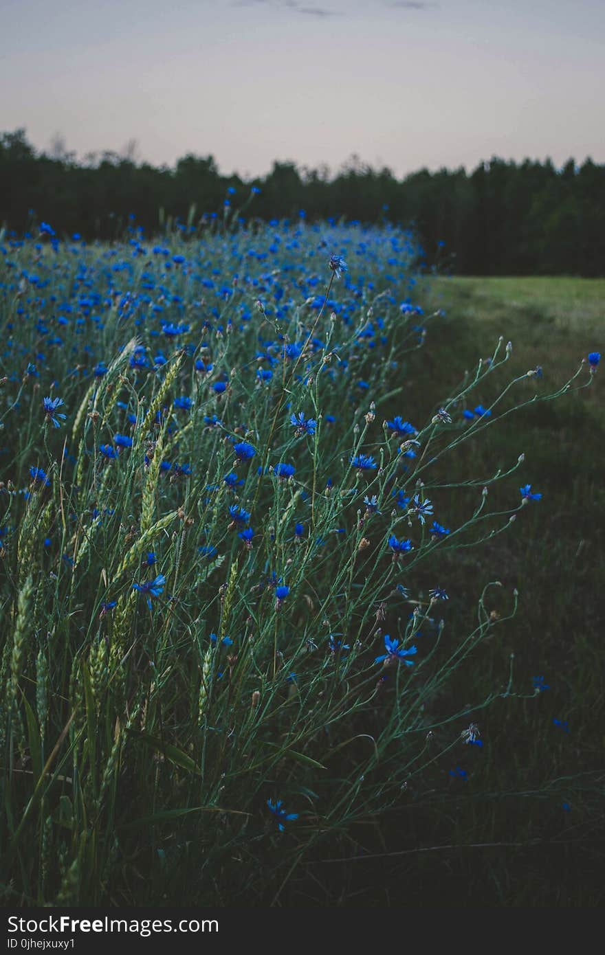 Blue Floral Green Plants Under Cloudy Daytime