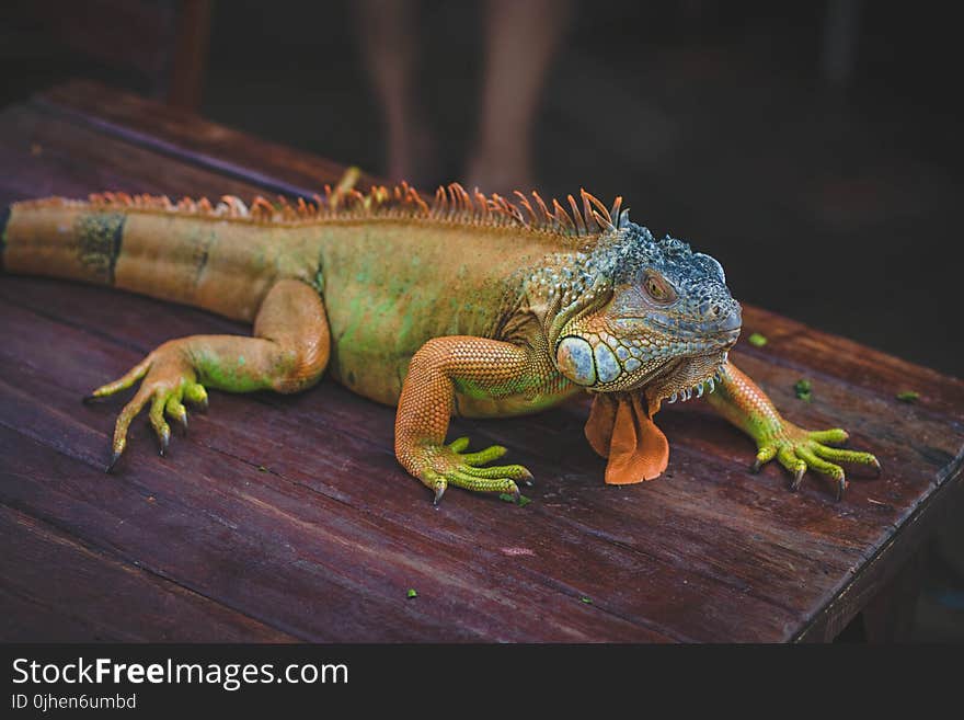 Green Iguana On Brown Wooden Table