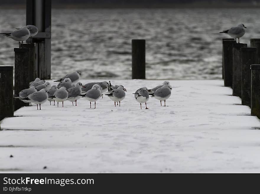 Water Bird, Fauna, Snow, Bird