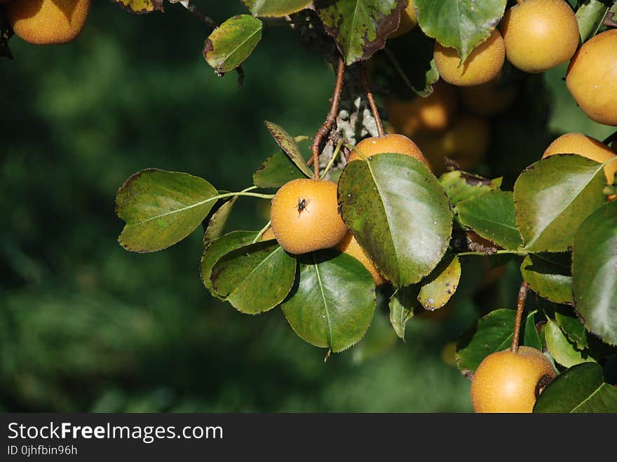 Fruit Tree, Fruit, Citrus, Leaf