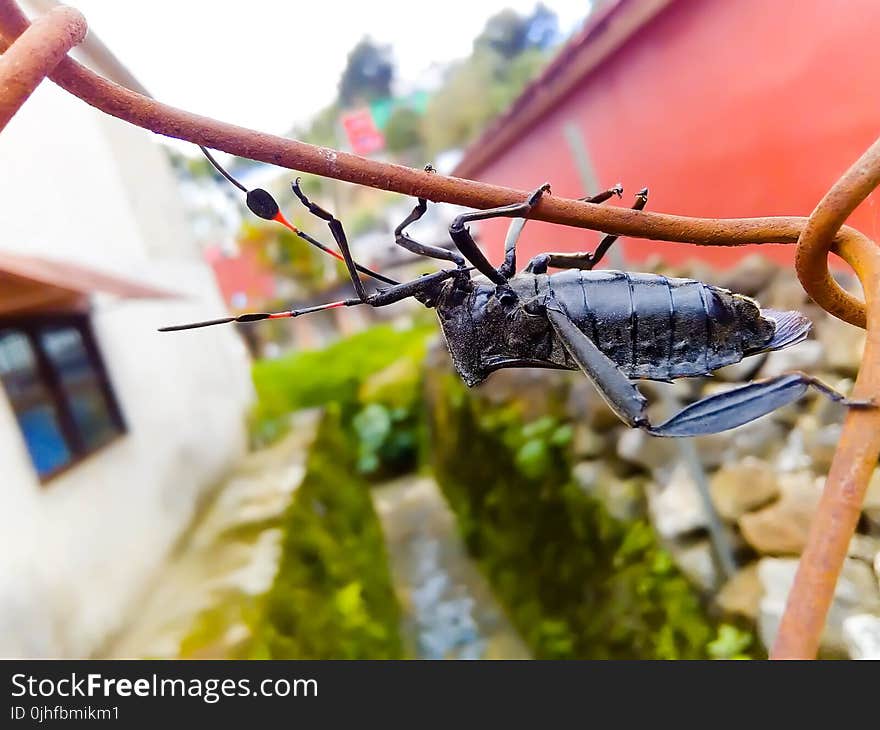 Insect, Invertebrate