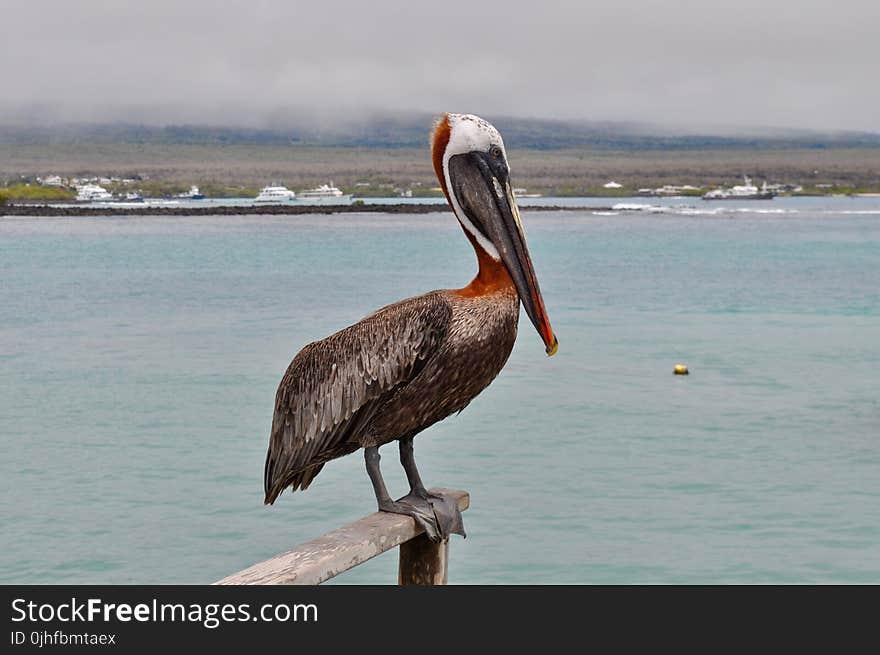 Pelican, Bird, Beak, Seabird