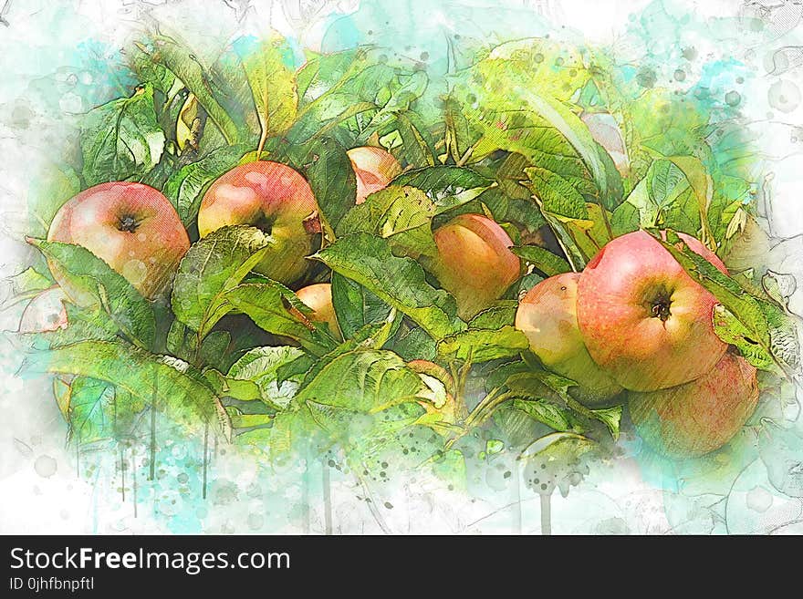 Fruit, Apple, Watercolor Paint, Local Food