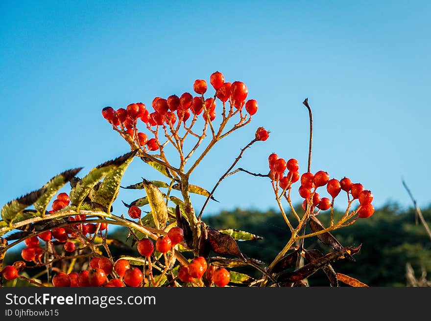 Sky, Plant, Leaf, Flora