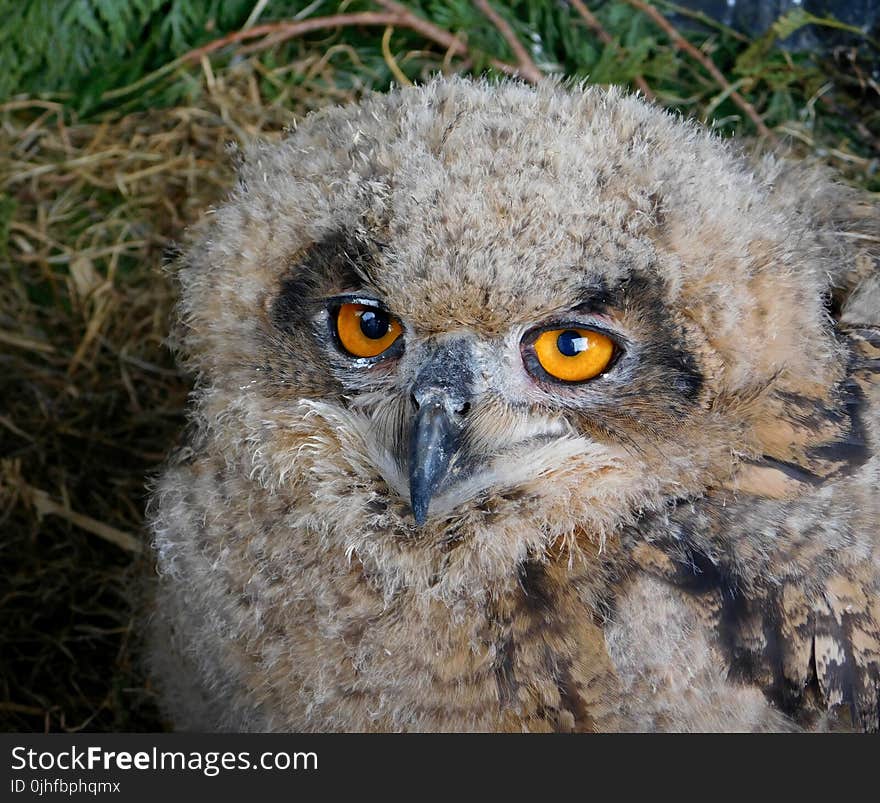 Owl, Bird, Bird Of Prey, Beak