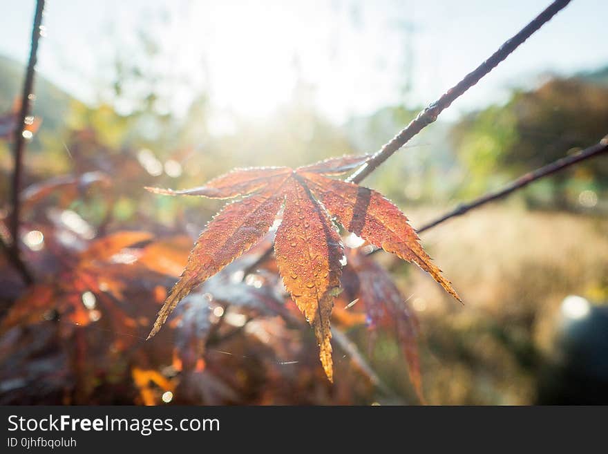 Leaf, Autumn, Maple Leaf, Plant