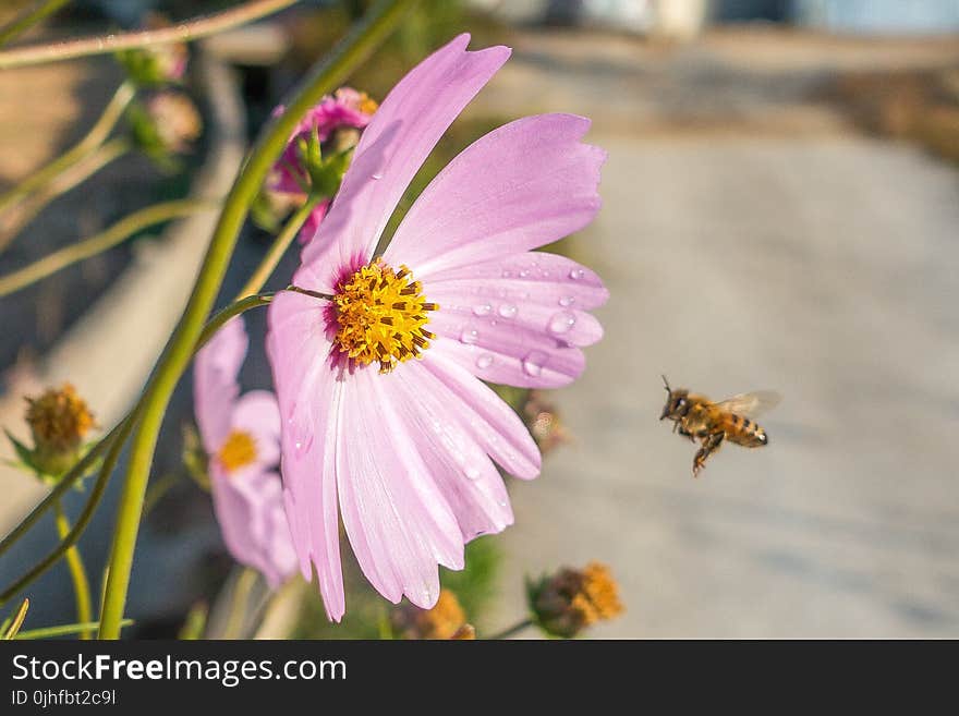 Flower, Flora, Nectar, Bee