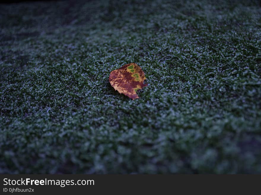 Leaf, Macro Photography, Close Up, Grass