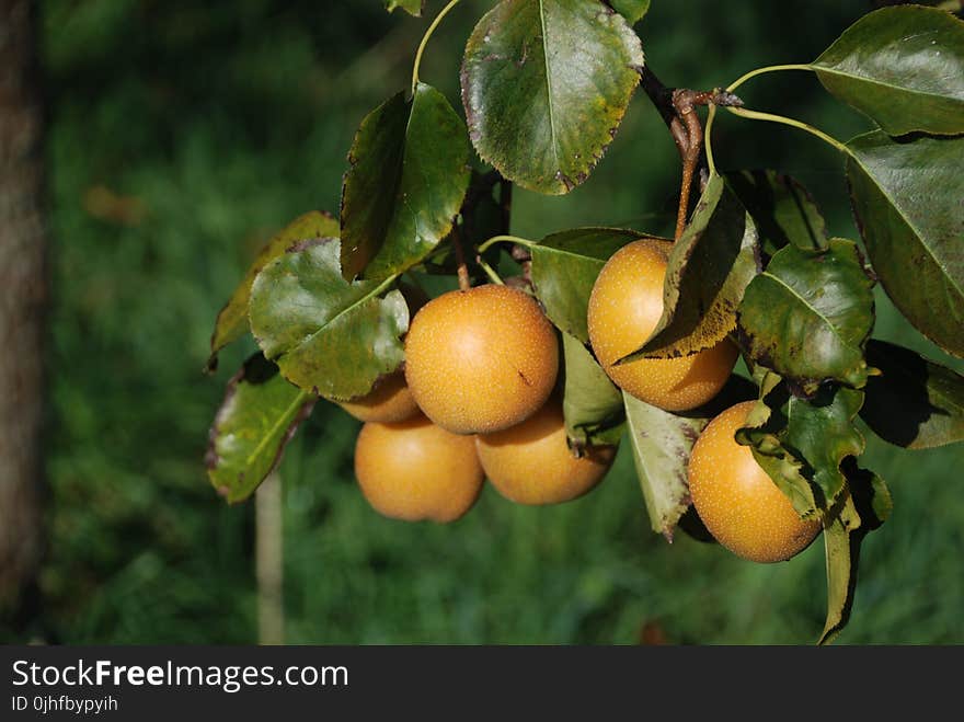 Fruit Tree, Fruit, Citrus, Diospyros