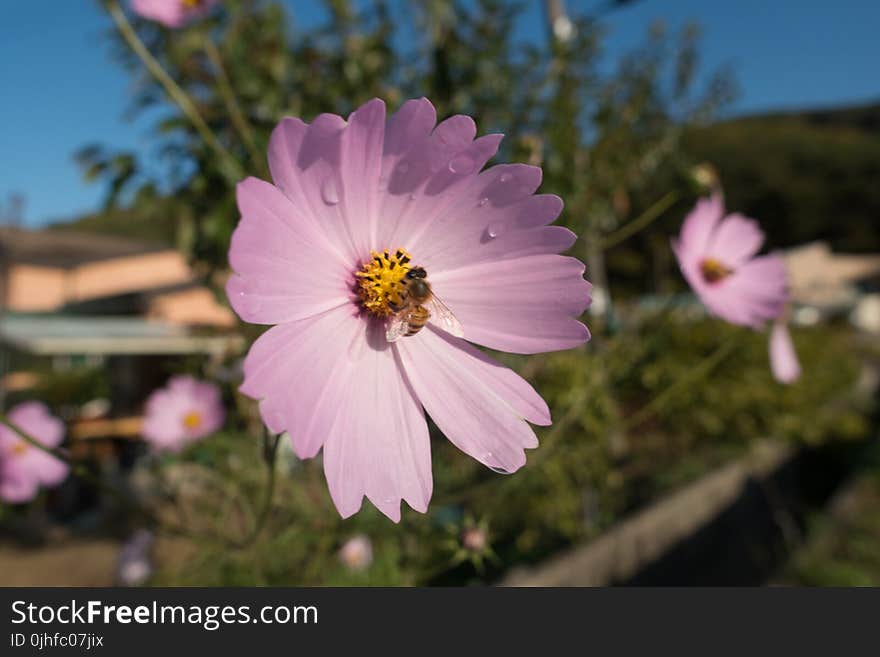 Flower, Flora, Garden Cosmos, Plant