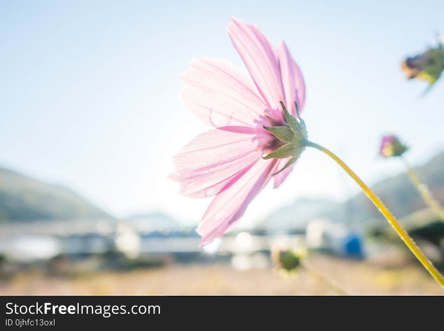 Flower, Pink, Plant, Flora