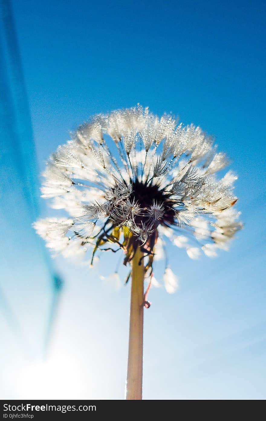 Flower, Sky, Blue, Dandelion