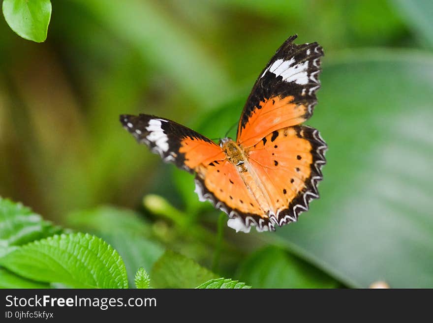 Butterfly, Insect, Moths And Butterflies, Lycaenid