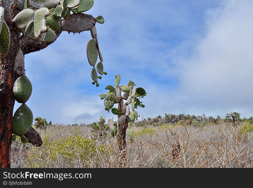 Vegetation, Plant, Tree, Sky