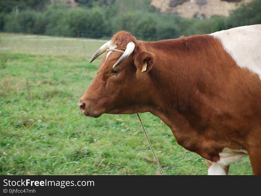 Cattle Like Mammal, Pasture, Horn, Grazing