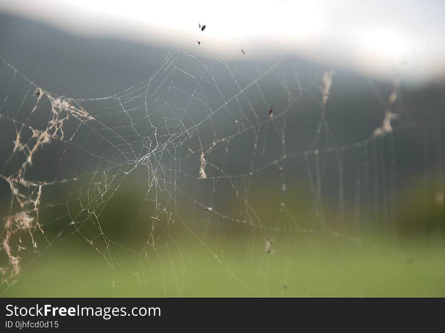 Spider Web, Water, Moisture, Sky