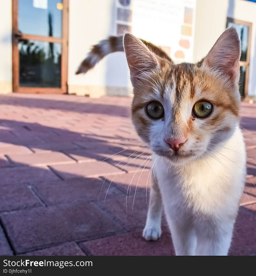 Cat, Whiskers, Small To Medium Sized Cats, Cat Like Mammal