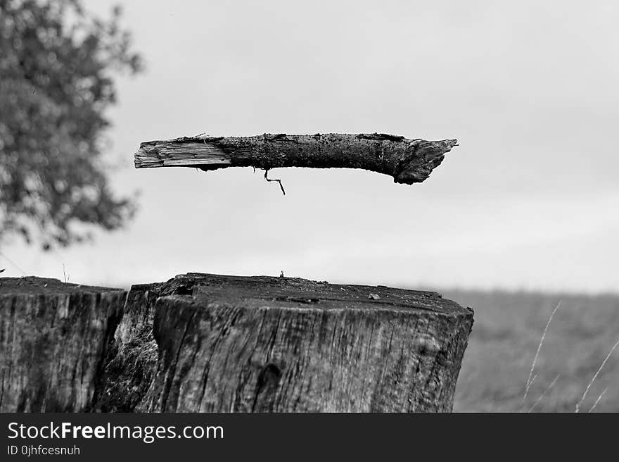 Black And White, Monochrome Photography, Sky, Tree